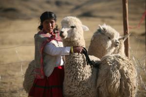 CRIADORES DE ALPACA PERDERÍAN CERCA DE S/. 60 MILLONES POR MUERTE DE ALPACAS