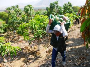 Crisis mundial y local afectarán los precios de la palta y el mango