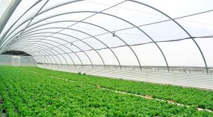 “Cuando la sierra esté llena de invernaderos con ayuda de la minería formal, la gente rechazará la minería ilegal”