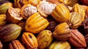 Cuatro variedades de cacao peruano contienen potenciales compuestos para tratamiento y prevención del asma