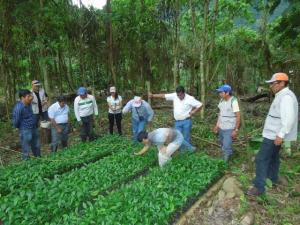 “CULTIVO DE COCA GENERA DEFORESTACIÓN Y DEGRADACIÓN DE SUELOS”