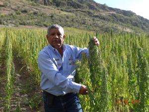 CULTIVO DE LA QUINUA: INCLUSION SOCIAL O BENEFICIO PARA FUNCIONARIOS