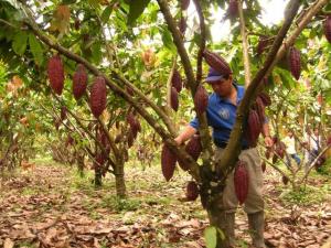 CULTIVO DEL CACAO CONSIDERADO PRINCIPAL FUENTE DE TRABAJO EN MAZAMARI