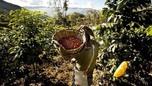 Cultivos de café deforestaron a una tasa de 6.5 por ciento anual desde 1951