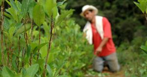 Cultivos ilícitos ganan terreno a los sembríos de café