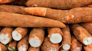 Cusco, Amazonas y Loreto concentraron el 50.1% de la producción de yuca en julio de 2026