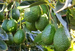 Cusco: Limatambo logra acuerdos para exportar 1.000 toneladas de palta