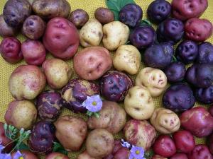 CUSCO POTENCIARÁ LAS CUALIDADES DE NUESTRA PAPA 