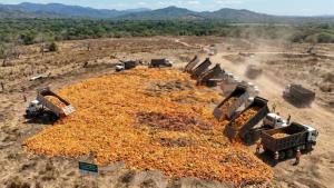 De residuo a recurso: las cáscaras de cítricos, la nueva materia prima de la agroindustria