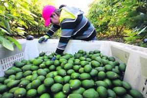 Demanda internacional de palta peruana se dispara en el primer trimestre de 2020