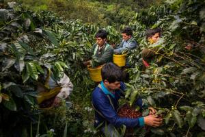 Desempeño de cafetaleros y cacaoteros en pandemia