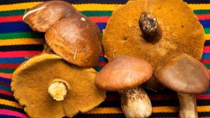 Despachos de hongos peruanos crecen 10.9% y llegan a 12 países