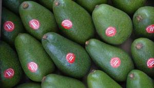 Despachos de palta peruana al exterior ya suman US$ 476 millones hasta la semana 24 de la actual temporada