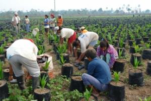 DEVIDA ENTREGÓ PLANTA EXTRACTORA DE ACEITE A PALMICULTORES DE SHAMBILLO