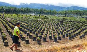 DEVIDA INCREMENTA MÁS DE MIL HECTÁREAS DE CULTIVOS DE CAFÉ Y CACAO