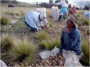 DIAGNOSTICARÁN PRODUCCIÓN DE PAPA EN LA PROVINCIA DE HUANCAVELICA