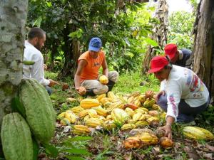 DISTRITOS DE FRONTERA PERÚ - COLOMBIA MEJORARÁN PRODUCCIÓN DE CACAO 