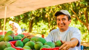 Dominus mejora trazabilidad y producción de mango con aliados tecnológicos