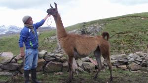 DRA Junín selecciona los mejores ejemplares de llamas en Yauli