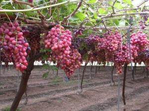 Ecological Corporation busca despachar uva de mesa a China y Corea