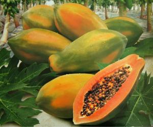 ECUADOR PRODUCE VARIEDAD DE PAPAYA SIN SEMILLA