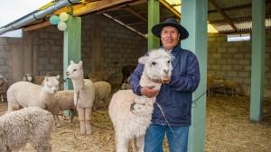 Ejecutan S/ 326 millones para proteger a más de 2 millones de alpacas y ovinos ante heladas
