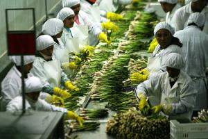 El 55.93% de los trabajadores formalizados son del sector agrario