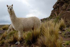 EL 80,4% DE LAS ALPACAS DEL PAÍS SON DE RAZA HUACAYA