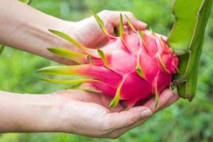El emergente mercado de la importación de frutas exóticas tropicales en Europa