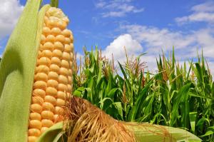 El futuro de los envases plásticos está en el azúcar de las plantas