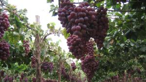 El norte peruano desafía mitos y consolida su liderazgo en la producción de uva de calidad