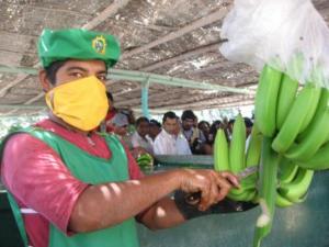 EL PRECIO DEL BANANO ORGÁNICO REGISTRA LIGERO AUMENTO