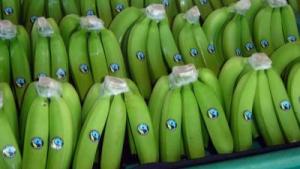 “El punto de partida para que el banano fuera rentable para los pequeños productores fue estar en Fairtrade”