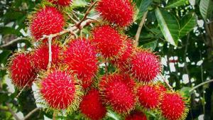 El rambután también busca protagonismo en Europa