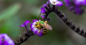 El servicio de polinización de abejas en el café