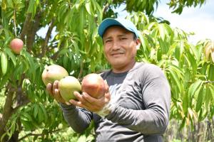 Empezó certificación de lugares de producción de mango en Piura