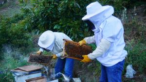 Empieza con buenas perspectivas tempoara de cosecha de miel en sierra de Áncash