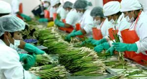 Empleo en el sector agroexportador se redujo 1.5% en el primer semestre de 2020