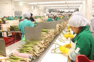 Empleos generados por agroexportaciones representaron el 45.2% del total generado por exportaciones generales en primer cuatrimestre