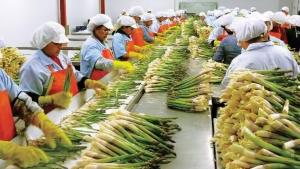 Empleos relacionados a las agroexportaciones crecieron en el primer semestre de 2024