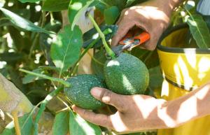 EMPRESA FRANCESA ENVÍA STAFF PARA GARANTIZAR COMERCIO JUSTO EN CULTIVOS