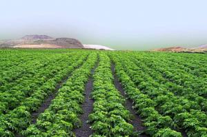 EN 10 AÑOS SALDRÁN DEL MERCADO 15 MIL HAS DE ESPARRAGUERAS EN PERÚ