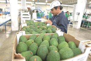 “EN CINCO AÑOS EXPORTACIONES DE PALTA HASS ALCANZARÍAN LAS 350 MIL TONELADAS”