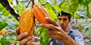 En cinco años Perú contaría con 200 mil hectáreas de cacao