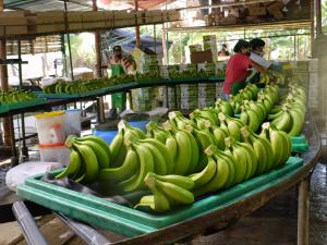 EN PIURA Y LAMBAYEQUE SUSTITUYEN CULTIVOS DE ARROZ POR BANANO ORGÁNICO Y PALTA