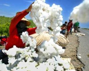 ENVÍOS DE ALGODÓN TANGUIS CAYERON 38% EN EL PROMEDIO MENSUAL