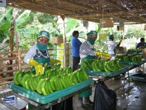 Envíos de banano orgánico por parte de Cepibo se recuperan