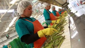ENVÍOS DE ESPÁRRAGOS SE RECUPERAN POR MENOR PRODUCCIÓN DE MÉXICO