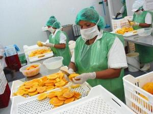 ENVÍOS DE MANGOS Y SUS DERIVADOS CRECIERON 30.1% EN ENERO DE ESTE AÑO