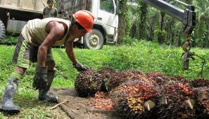 Es injusto comparar a los palmicultores peruanos con los de Indonesia y Malasia
